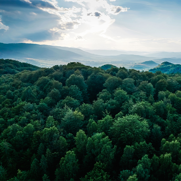OSK_Webseite_4er-Kachel_Green_576x576px